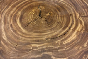 Photo-Oct-03-2-43-21-PM-e1490732409498-Interesting-wood-photo