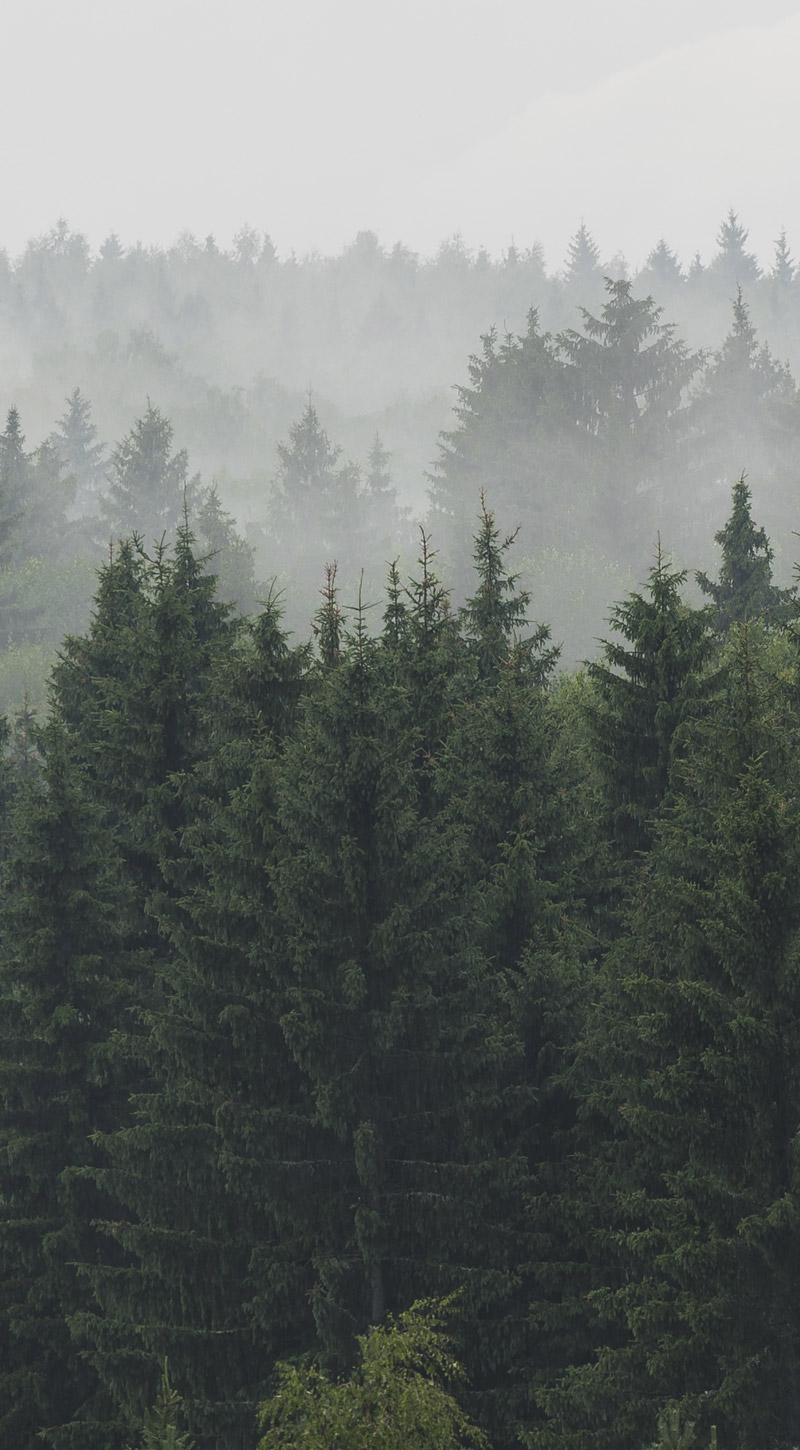 Trees Trees