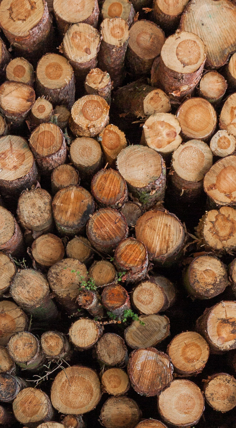 Cut Trees Cut Trees