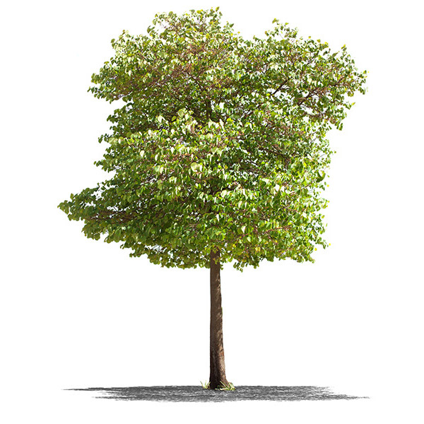 Hickory Hickory