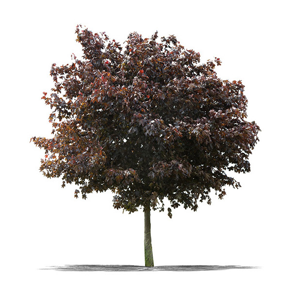 Maple Maple