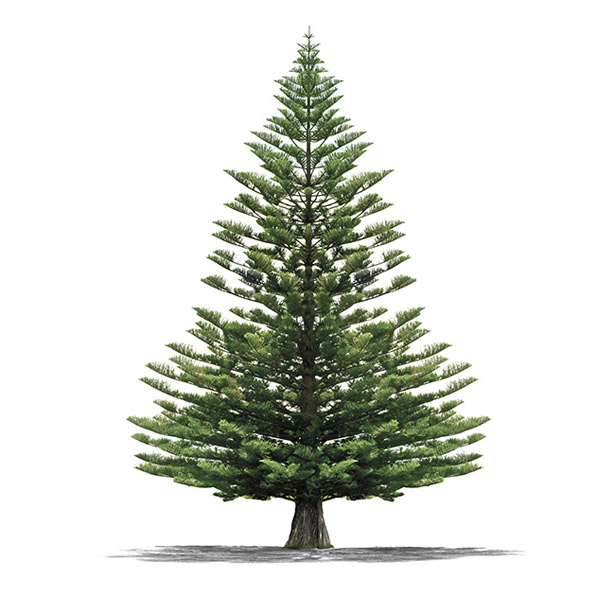 Pine Pine