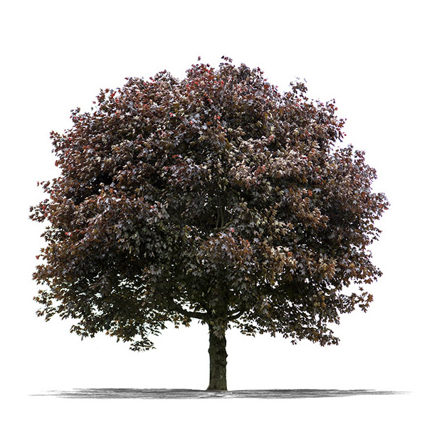 Red Oak Red Oak