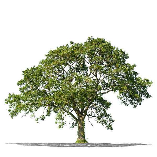 Walnut Walnut