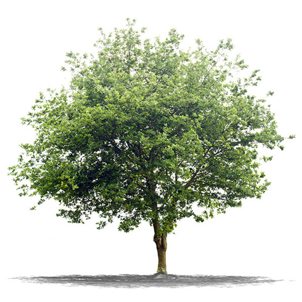 White Oak White Oak
