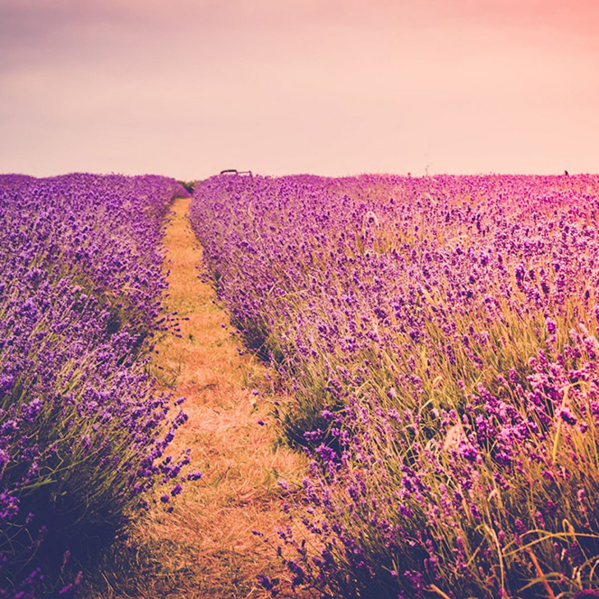 Lavender Field