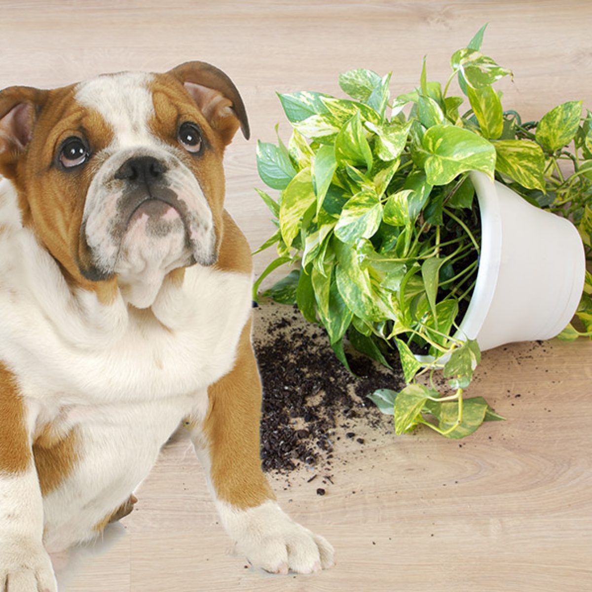 Dog Makes a Mess on Hardwood Floors